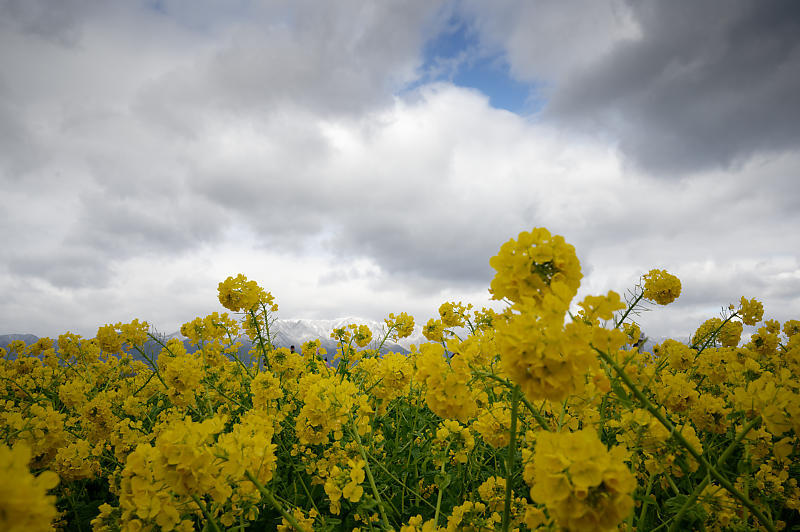 再訪 菜の花と雪の比良山@守山 なぎさ公園_f0032011_20005257.jpg
