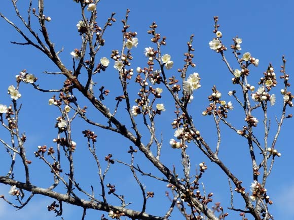 今日は立春　梅花開花_e0048413_21055144.jpg