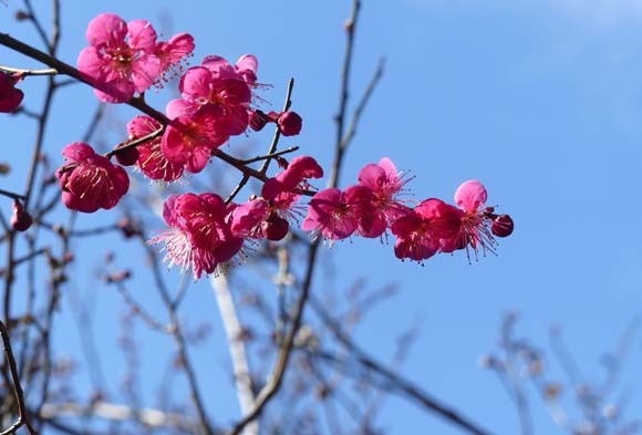 今日は立春　梅花開花_e0048413_21055524.jpg