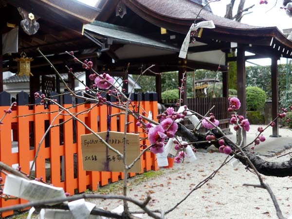 今日は立春　梅花開花_e0048413_21100085.jpg
