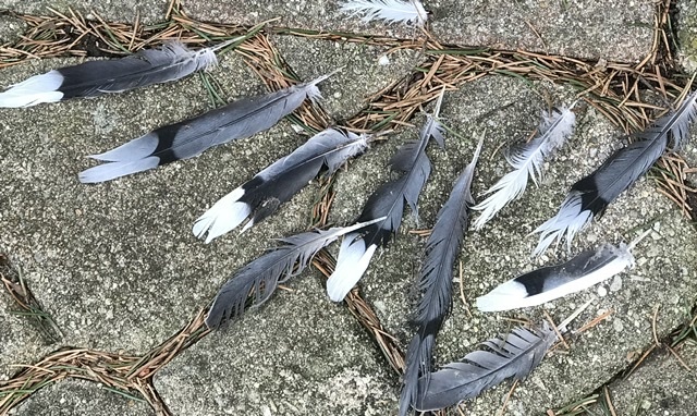 自然で天然でも_b0365715_02445585.jpeg
