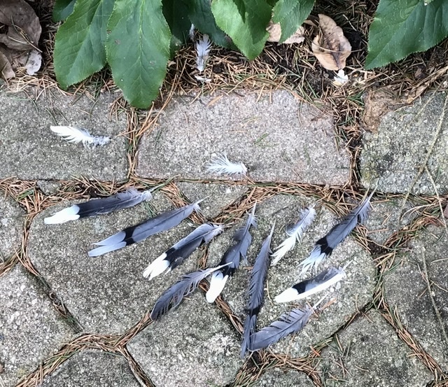 自然で天然でも_b0365715_02452063.jpeg
