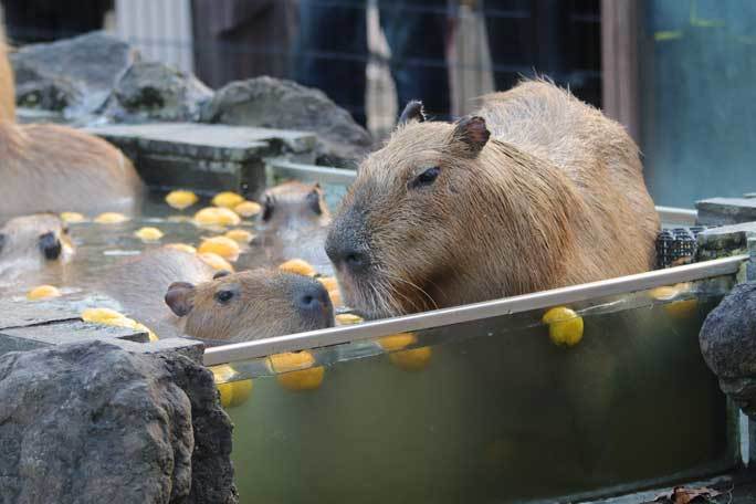 カピバラ温泉 温泉へ走れ 埼玉県こども動物自然公園 続々 動物園ありマス