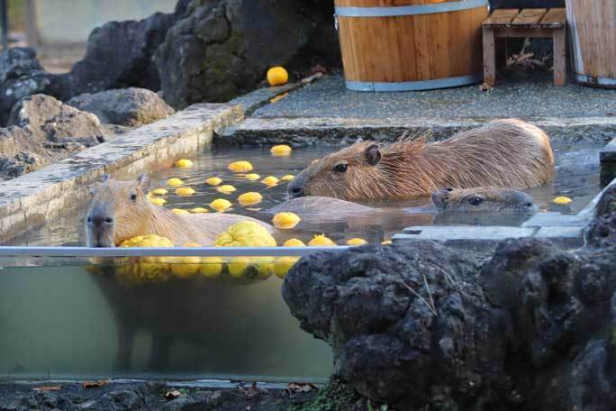 カピバラ温泉 温泉へ走れ 埼玉県こども動物自然公園 続々 動物園ありマス