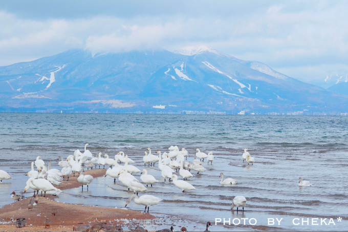 冬の青松浜  白鳥たちの群れ_c0229025_03572817.jpg