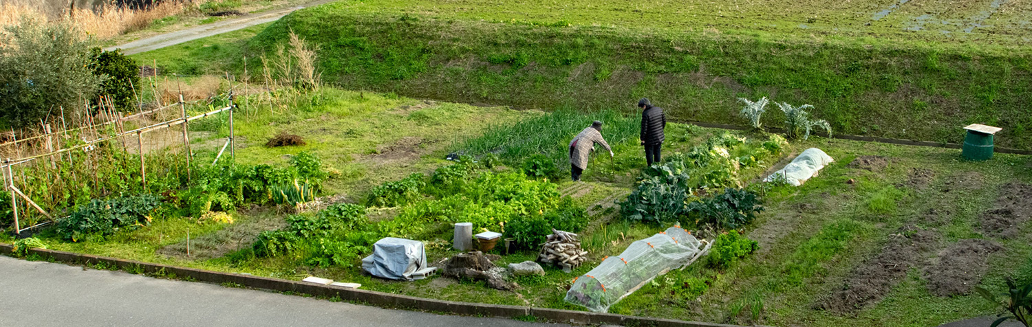 ふうふうと湯気の向こうに煮大根。_b0340837_11531467.jpg