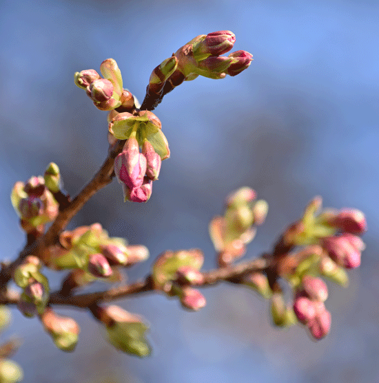 2月4日 敷島公園の河津桜 ぽちっと開花_a0001354_22252963.gif