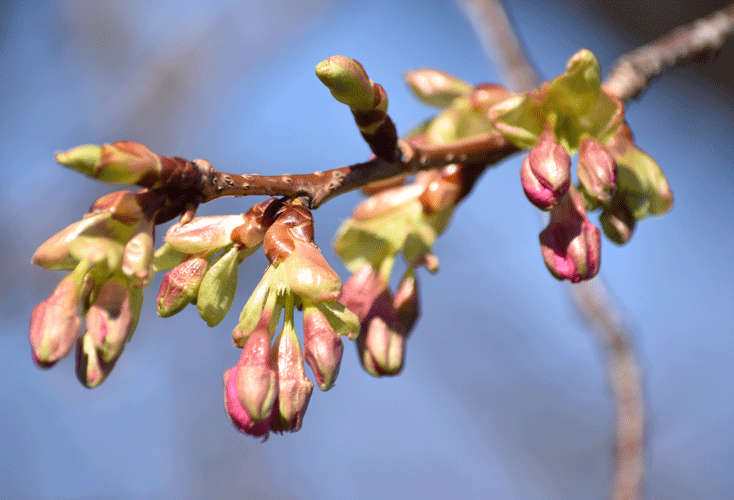 2月4日 敷島公園の河津桜 ぽちっと開花_a0001354_22253885.gif