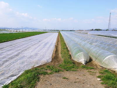 有機栽培の水田ごぼう 土作りから種まき、そして現在の発芽まで(2020) _a0254656_17173607.jpg
