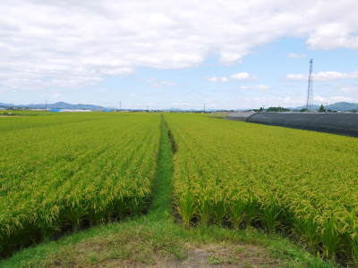 有機栽培の水田ごぼう 土作りから種まき、そして現在の発芽まで(2020) _a0254656_17193554.jpg