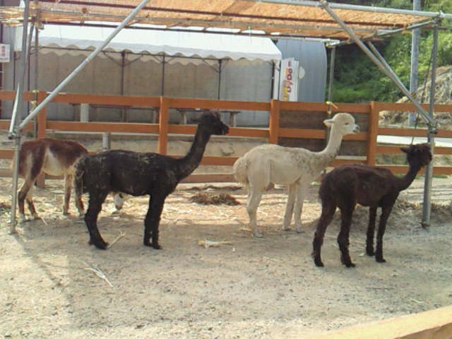 山古志のアルパカちゃん@2010夏の新潟旅行_c0152767_17160777.jpg