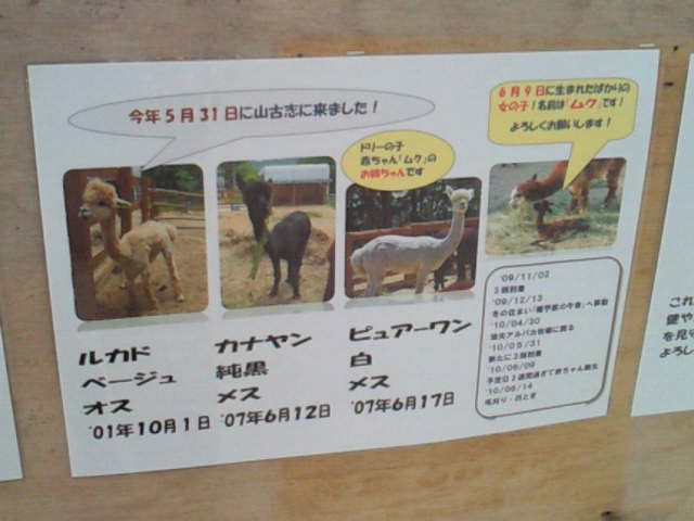 山古志のアルパカちゃん@2010夏の新潟旅行_c0152767_17163304.jpg
