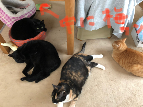 夢の自動猫トイレ_e0355177_14523000.jpg
