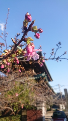 河津桜_f0156117_19120874.jpg