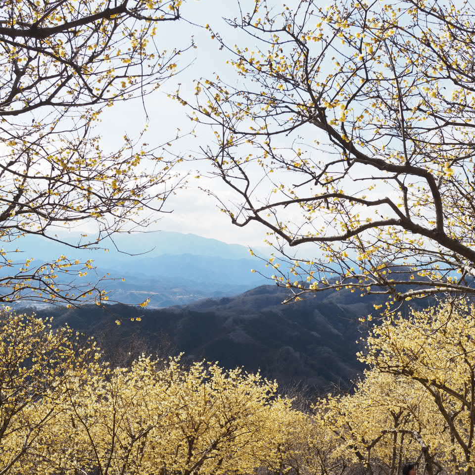 蝋梅の山へ_b0206421_17270885.jpg