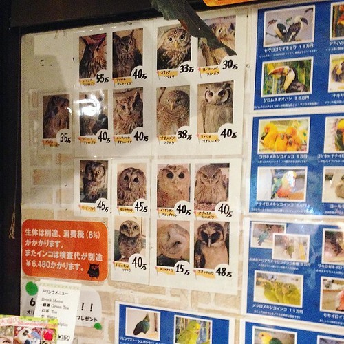 浅草「鳥のいるカフェ」の鳥たちがやんちゃすぎる!_c0060143_00510835.jpg