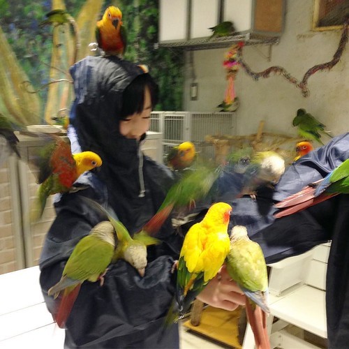 浅草「鳥のいるカフェ」の鳥たちがやんちゃすぎる!_c0060143_00510957.jpg