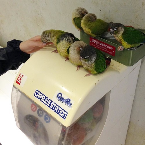 浅草「鳥のいるカフェ」の鳥たちがやんちゃすぎる！_c0060143_00510977.jpg