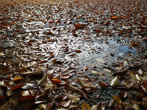 雨上がりの写真散歩_c0060143_18391255.jpg