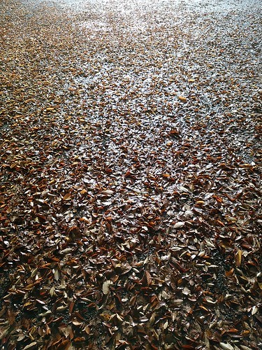 雨上がりの写真散歩_c0060143_18391373.jpg