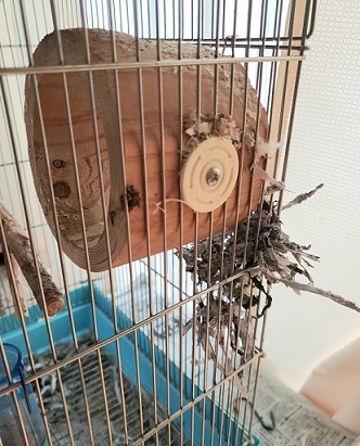 インコの巣作り_c0145449_23452311.jpg