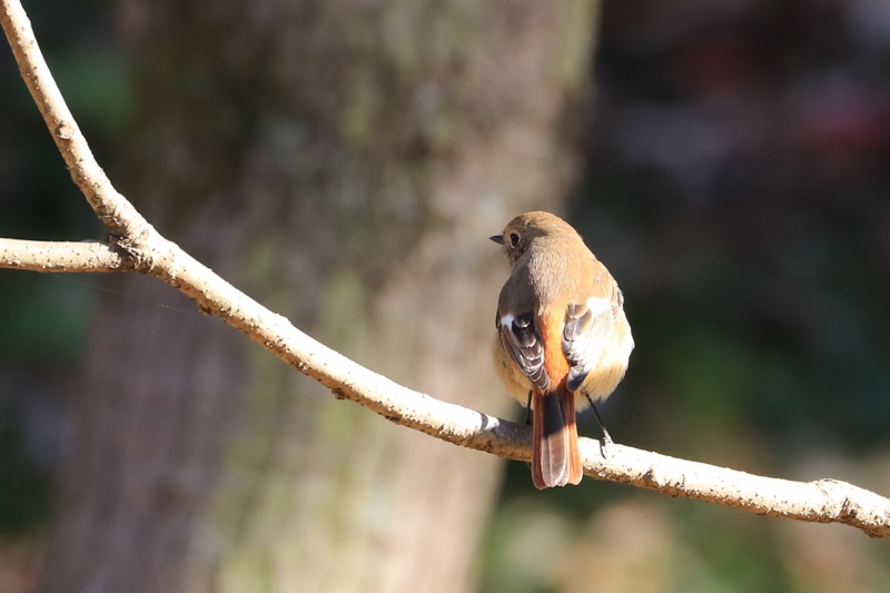 公園の小鳥たち♪_a0167759_23553343.jpg