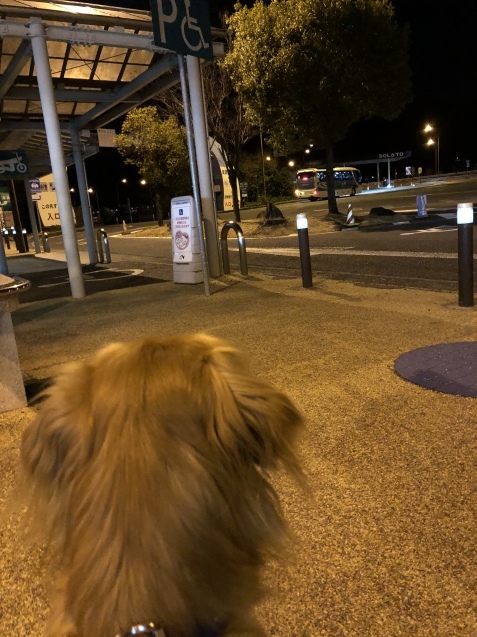 愛犬、幸せの極み_a0394574_23453893.jpeg