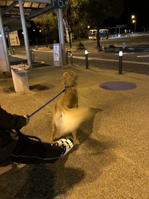 愛犬、幸せの極み_a0394574_23462054.jpeg
