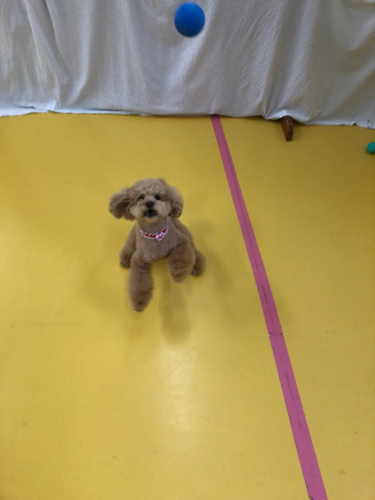 トイプードルはいいぞ_f0357682_19252695.jpg