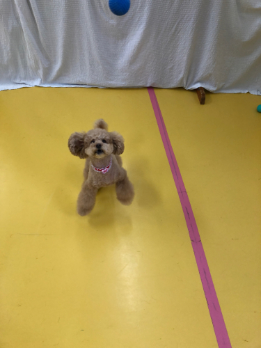 トイプードルはいいぞ_f0357682_19252845.jpg