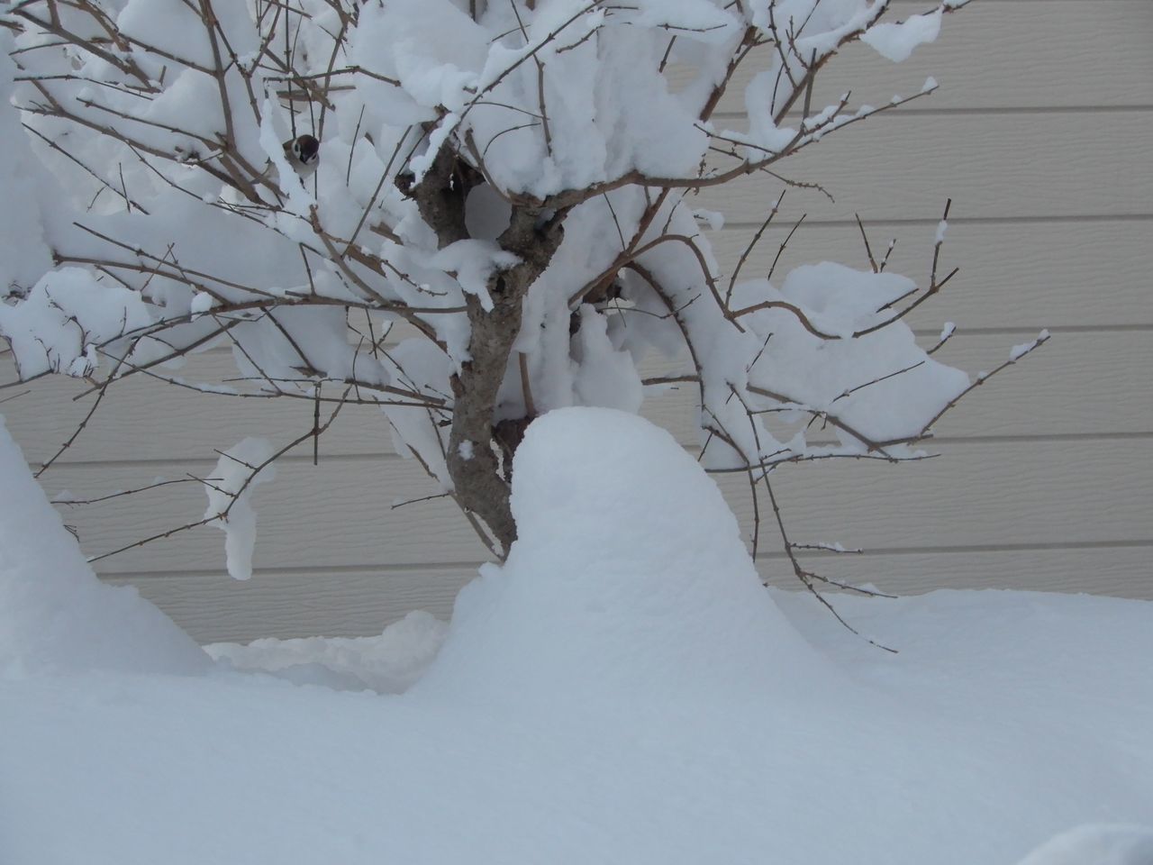 今季一番の冷え込みと一番のドカ雪_c0025115_22194224.jpg