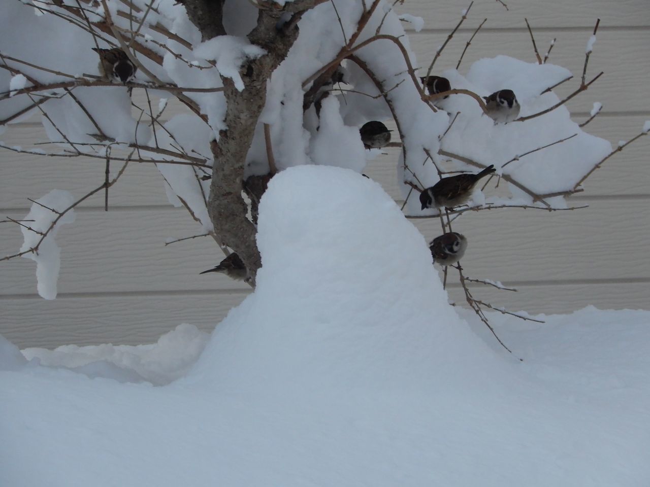 今季一番の冷え込みと一番のドカ雪_c0025115_22194919.jpg