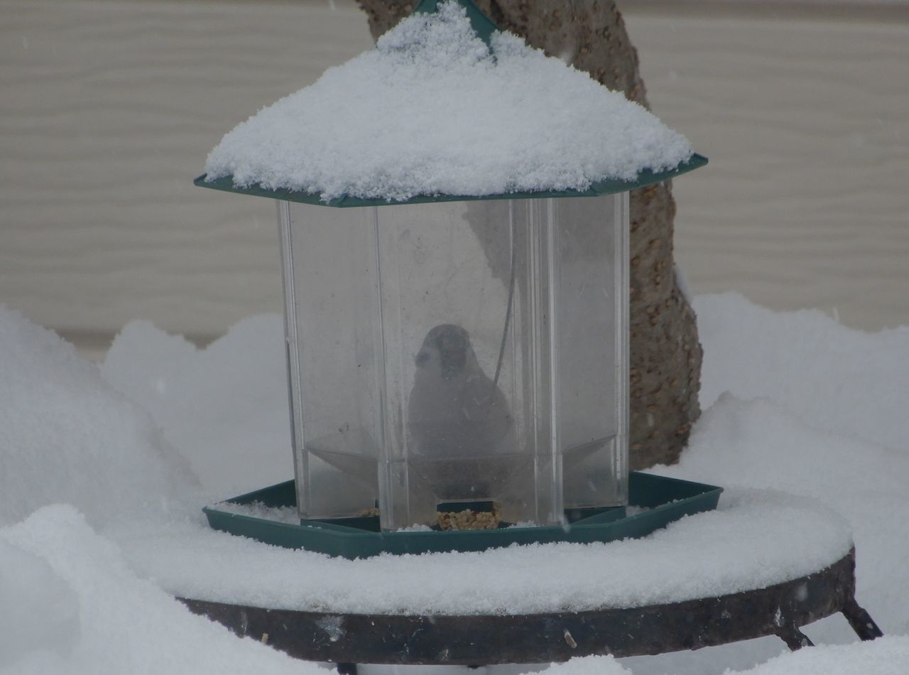 今季一番の冷え込みと一番のドカ雪_c0025115_22284861.jpg