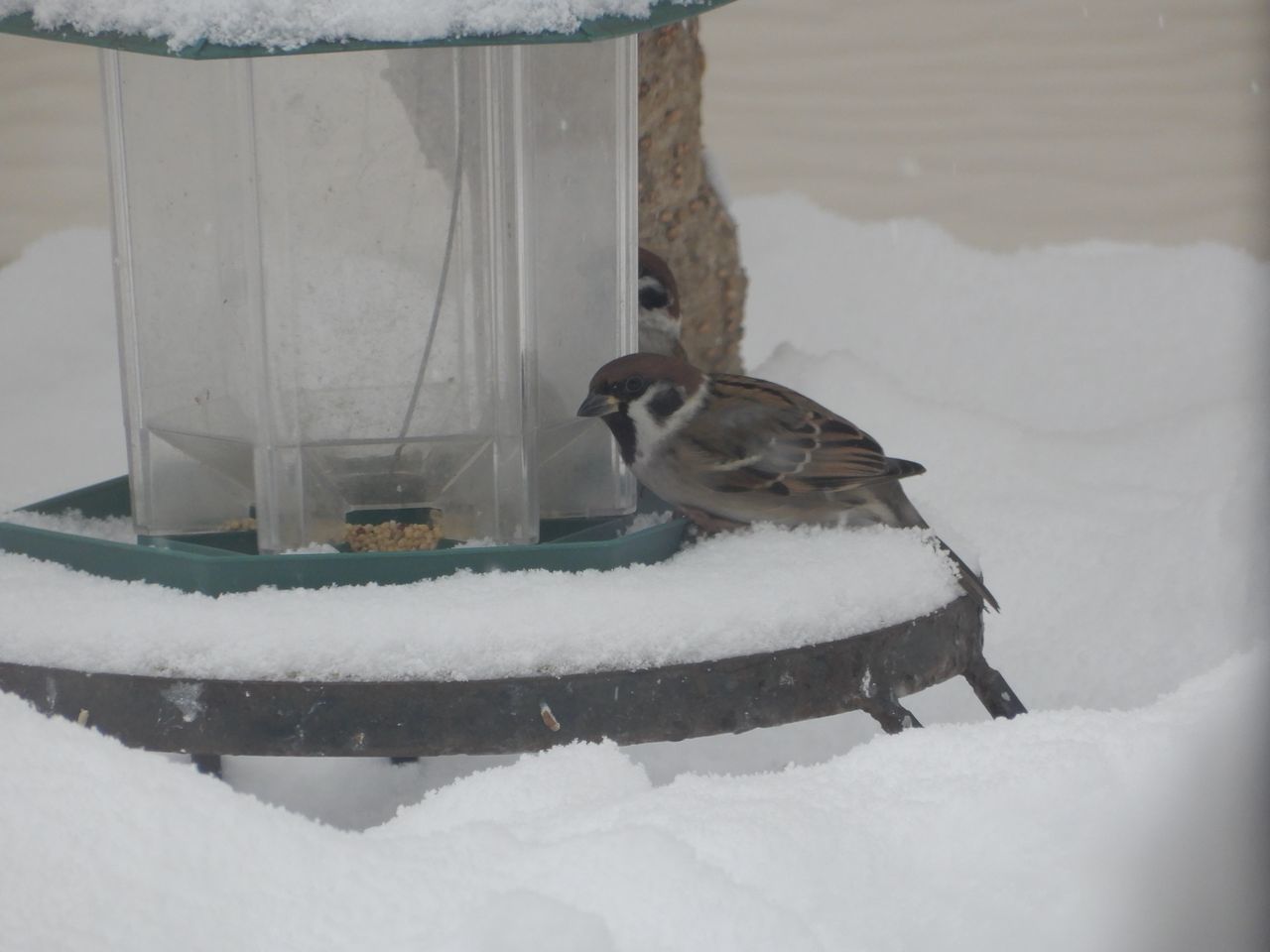 今季一番の冷え込みと一番のドカ雪_c0025115_22285232.jpg