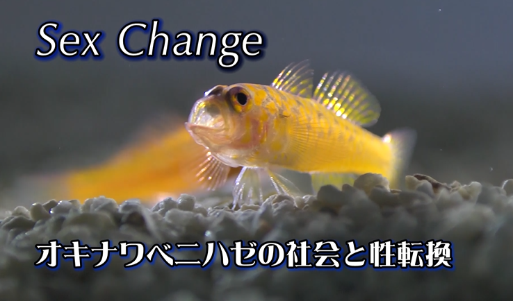 先行配信のお知らせ「Sex Change オキナワベニハゼの社会と性転換 」_b0115553_12290223.png