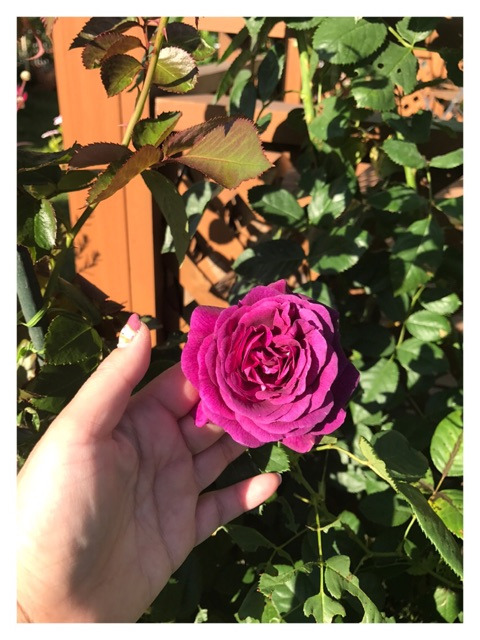 帽子プランター植え替えと薔薇のジェルネイル えび 薪割りマコのバラの庭