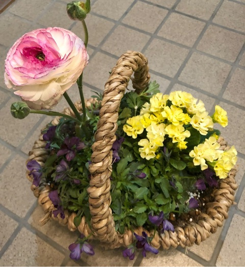 お庭の可愛いお客様 とカンパニュラの寄せ植え 薪割りマコのバラの庭
