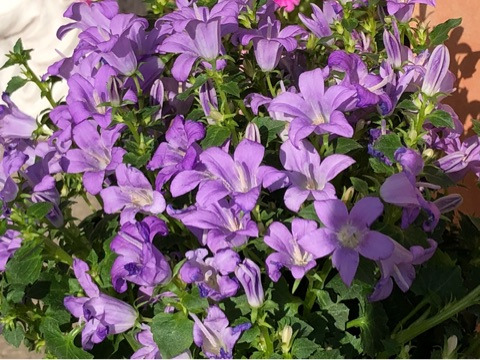 お庭の可愛いお客様 とカンパニュラの寄せ植え 薪割りマコのバラの庭