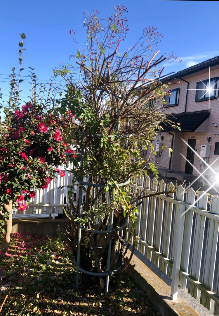 つるバラの誘引 ルイーズオディエ ノイバラ と霜げたお花の救出 薪割りマコのバラの庭 つるバラの誘引 ルイーズオディエ ノイバラ と霜げたお花の救出 薪割りマコのバラの庭