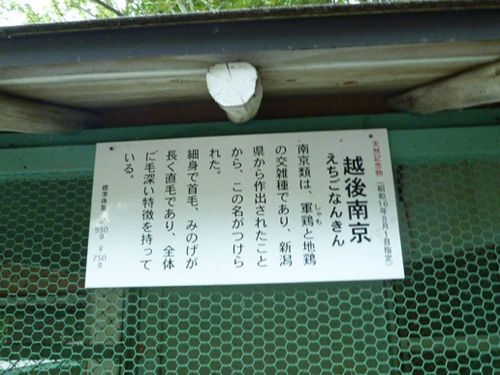 弥彦神社の境内にある鹿苑＠2011夏の新潟旅行_c0152767_12593533.jpg