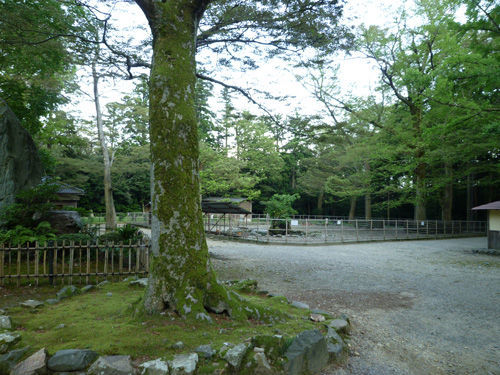 弥彦神社の境内にある鹿苑＠2011夏の新潟旅行_c0152767_13003165.jpg