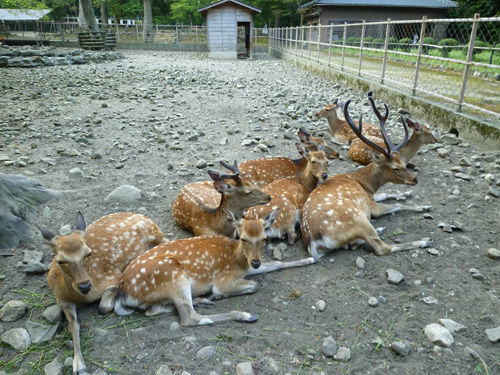 弥彦神社の境内にある鹿苑＠2011夏の新潟旅行_c0152767_13005966.jpg