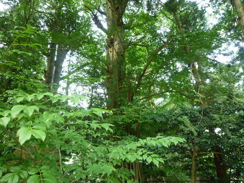 弥彦神社の境内にある鹿苑＠2011夏の新潟旅行_c0152767_13035202.jpg