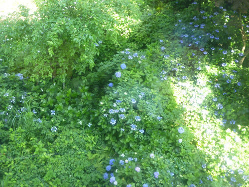 弥彦山の山頂へロープウェイで@2011夏の新潟旅行_c0152767_14361892.jpg