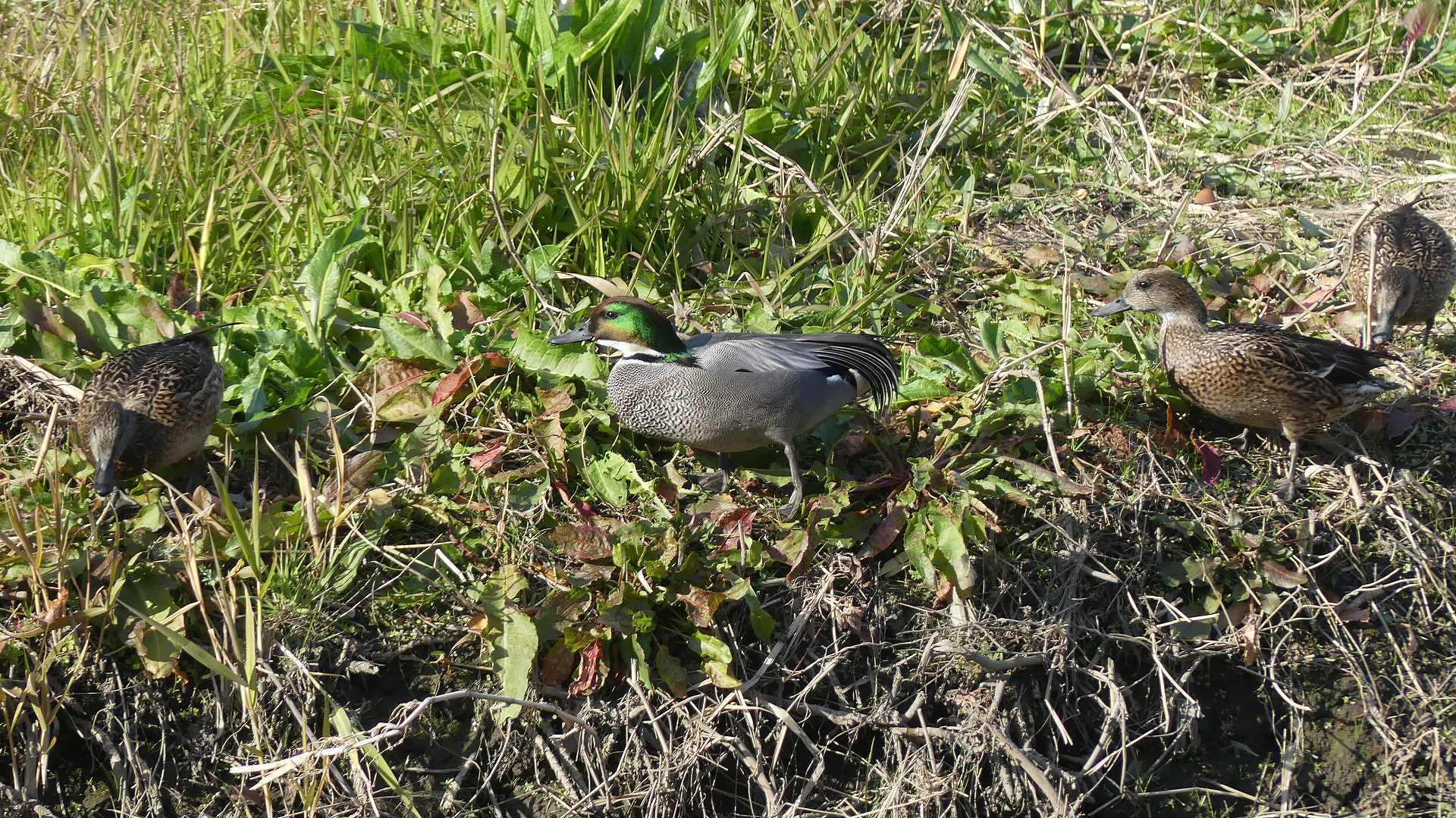 鴻沼川のヨシガモ_a0185081_23030824.jpg