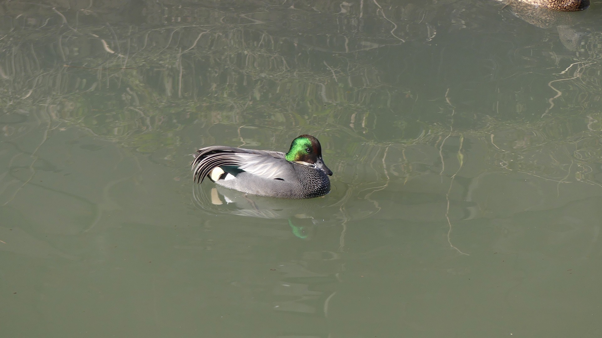鴻沼川のサラダバー_a0185081_23111854.jpg