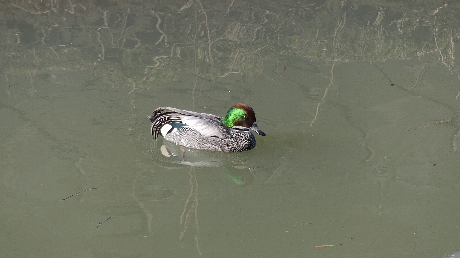 鴻沼川のサラダバー_a0185081_23113945.jpg