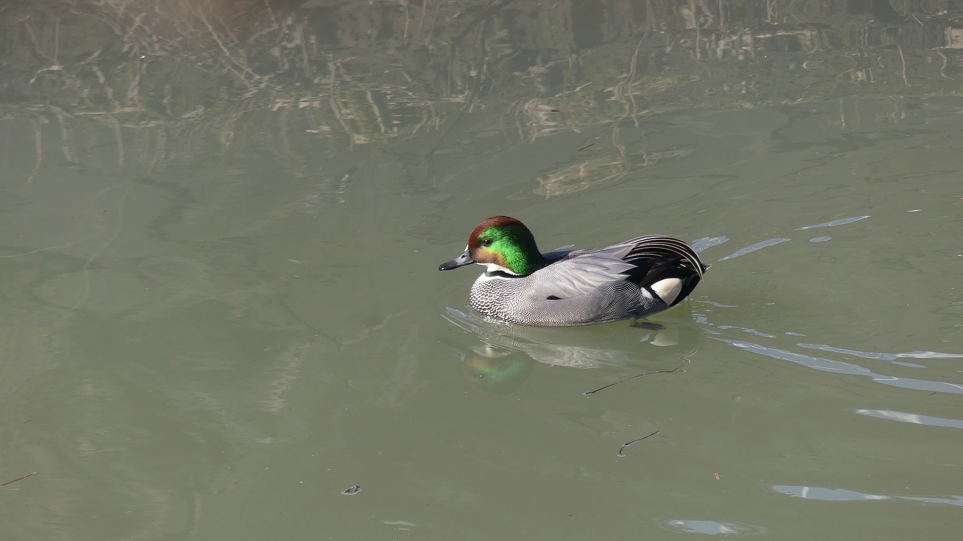 鴻沼川のサラダバー_a0185081_23115436.jpg