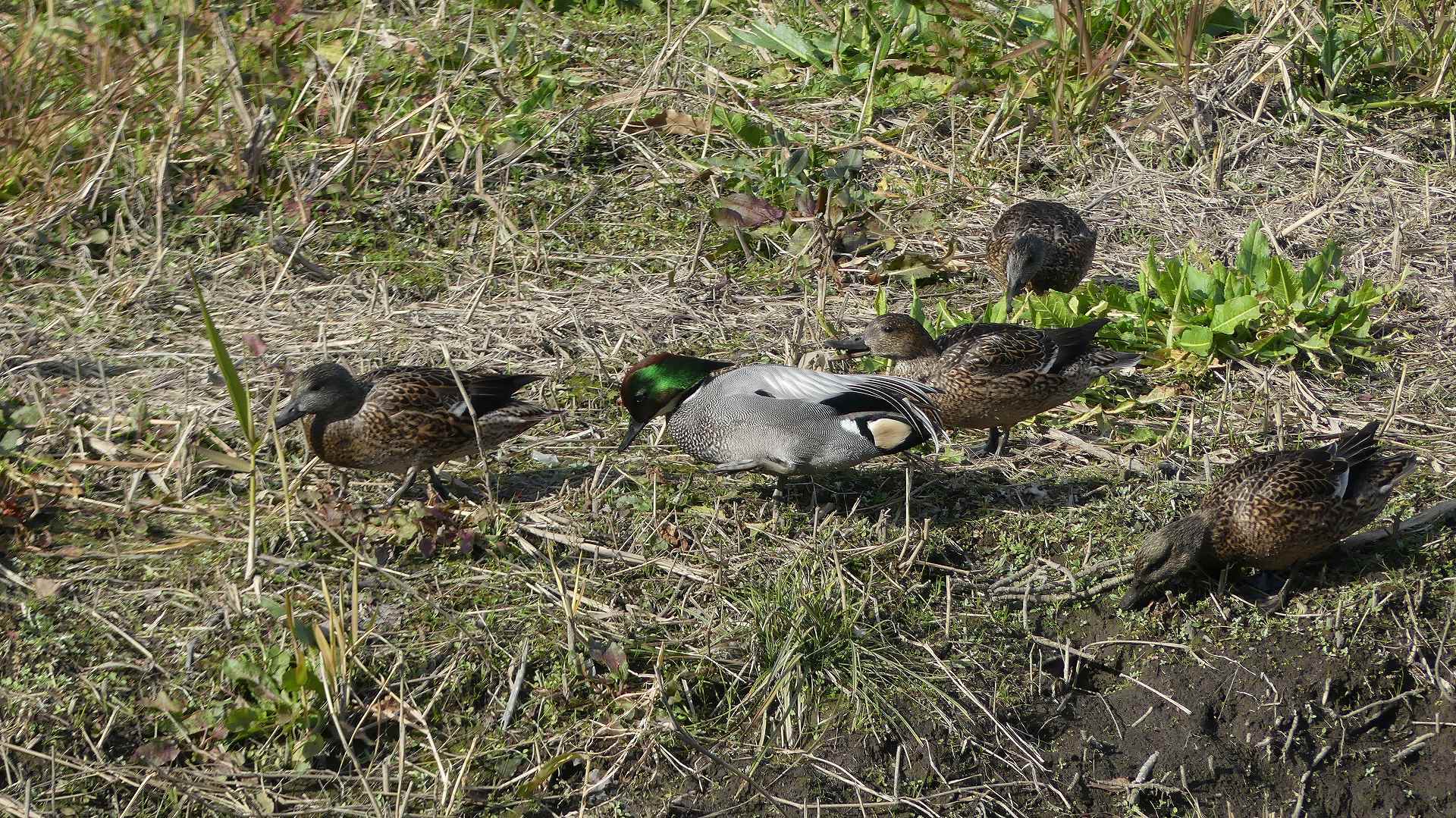 鴻沼川のサラダバー_a0185081_23123087.jpg