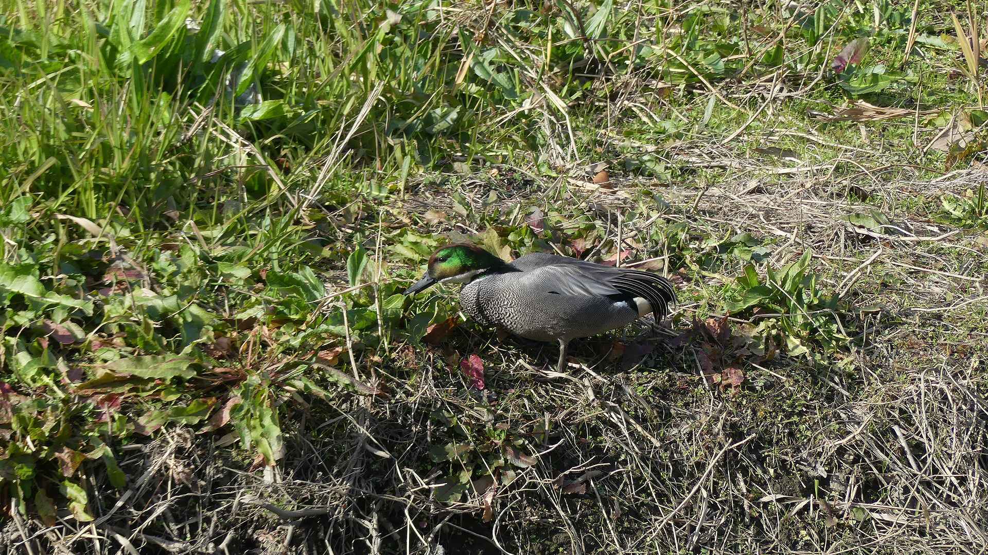 鴻沼川のサラダバー_a0185081_23124501.jpg